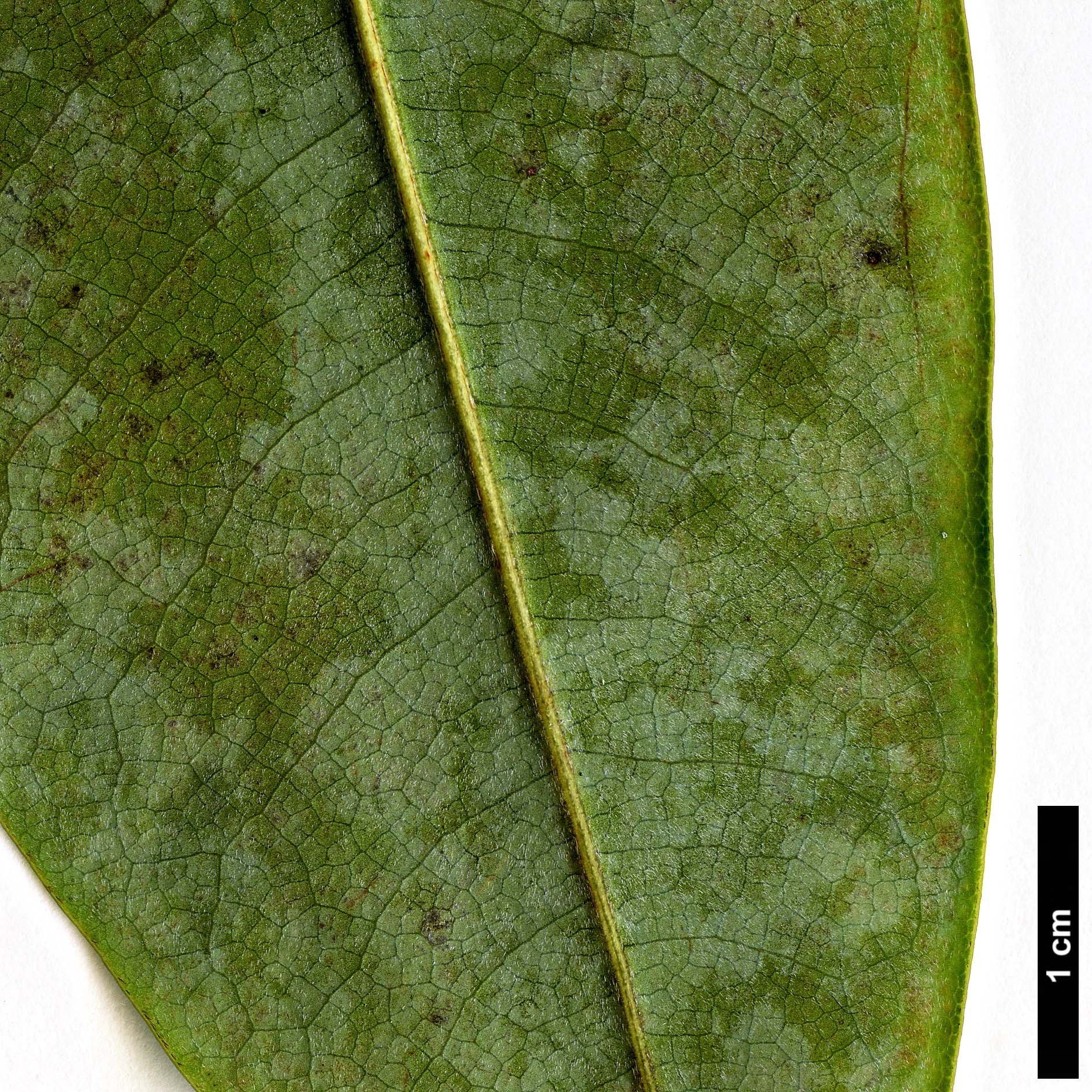 High resolution image: Family: Magnoliaceae - Genus: Magnolia - Taxon: cavaleriei - SpeciesSub: var. platypetala High resolution image: Family: Magnoliaceae - Genus: Magnolia - Taxon: cavaleriei - SpeciesSub: var. platypetala